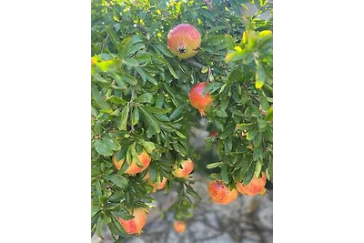 Ferienhaus mit Klimaanlage