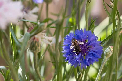 Apartament Dla rodzin Veli Losinj