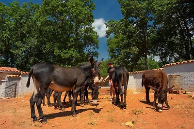 Villa mit Pool und grosszügigem Grundstück
