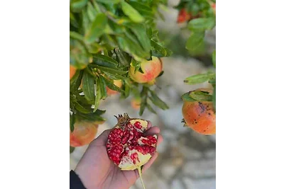 Ferienhaus mit Klimaanlage