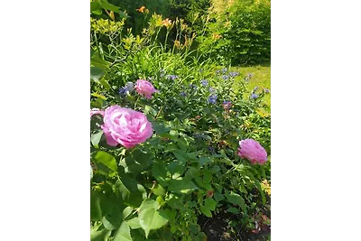 Ferienwohnung mit WLAN, gepflegtem Garten, Te