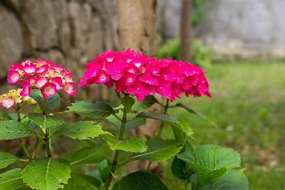 Gemütliches Apartment IRENA in Mali Lošinj mi