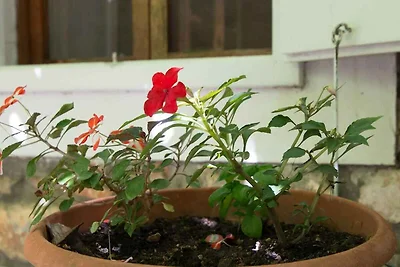 Studio mit TV und Terrasse