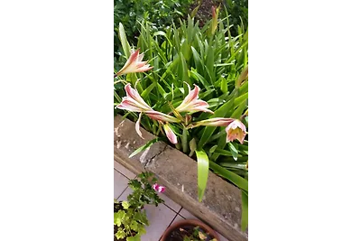 Ferienwohnung mit grosser Terrasse und