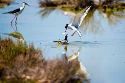 Appartamento Vacanza con famiglia Rosolina
