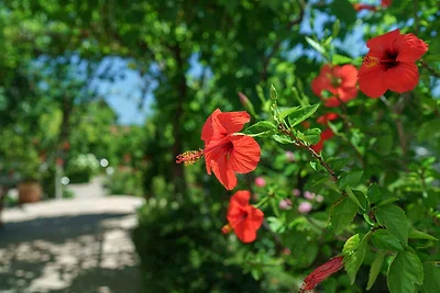 Vakantieappartement Gezinsvakantie Vodice
