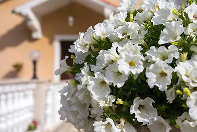 Erholsames Refugium in Mali Lošinj