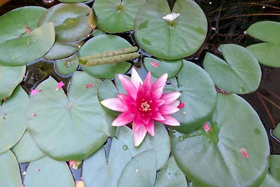 Appartamento Vacanza con famiglia Siofok