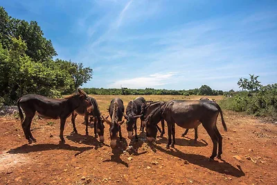 Villa mit Pool und grosszügigem Grundstück