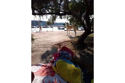 Appartamento Vacanza con famiglia Kampor