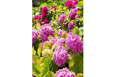 Apartament Dla rodzin Veli Losinj