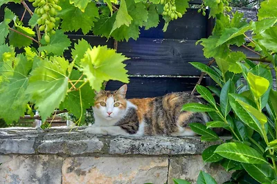 Ferienwohnung mit Gemeinschaftspool und