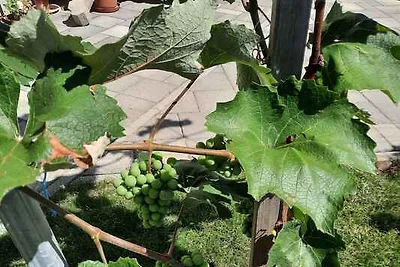 Vakantieappartement Gezinsvakantie Bük