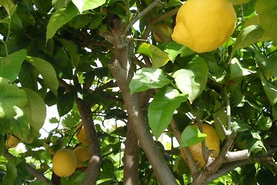 Apartamento Vacaciones familiares Molunat