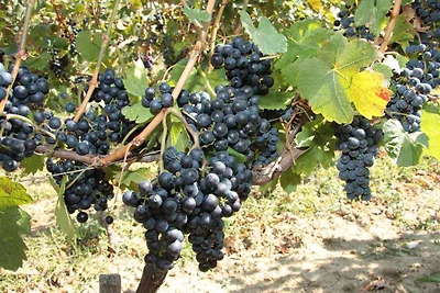 Appartamento Vacanza con famiglia Novi Vinodolski