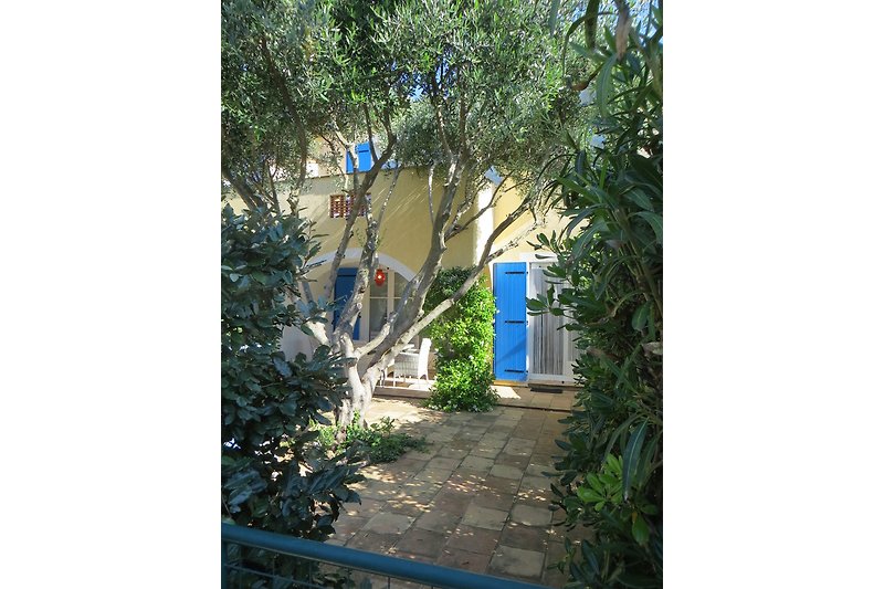 Our small garden with olive tree