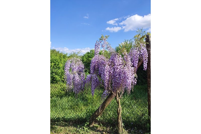 Our wisteria in bloom