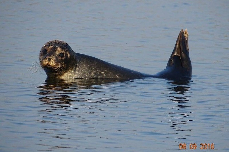 Wildlife am Seeufer - Otter und Seelöwe in Aktion!