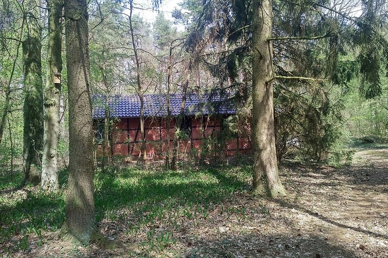 Ansicht Haus vom Wald, umgeben von einer Maiglöckchenarmee . :-)