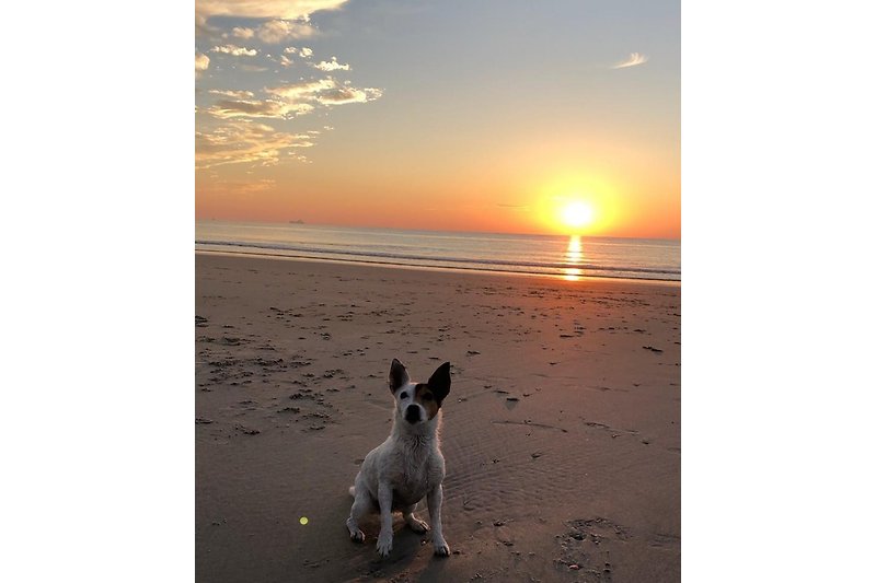 Spazieren mit Ihrem Hund am Strand von Domburg
