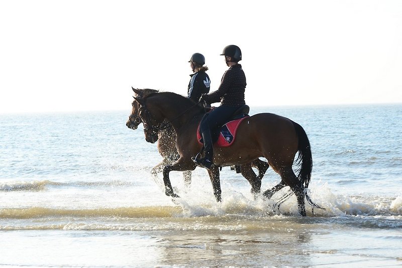 Paardrijden strand Domburg