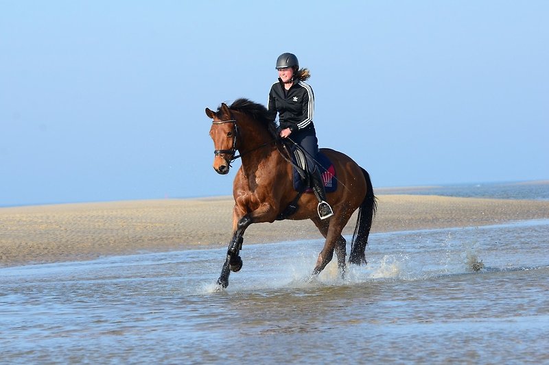Paardrijden strand Domburg