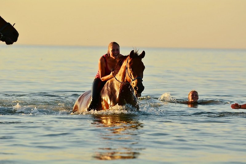 Schwimmen mit Pferd im Meer