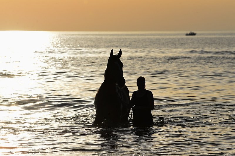 Horse riding on the beach Domburg