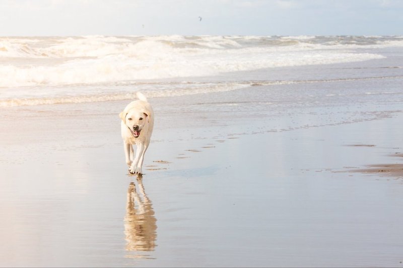 Hunden Strand
