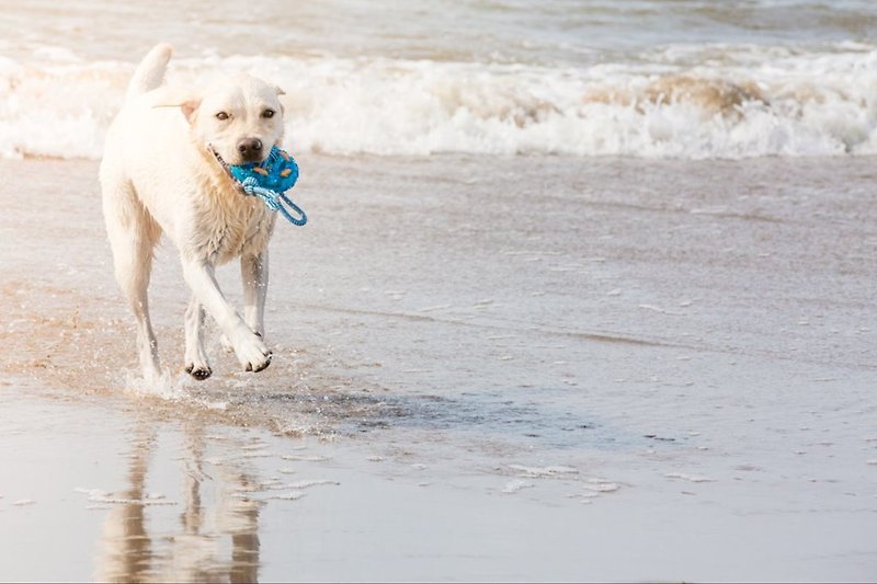 Honden strand