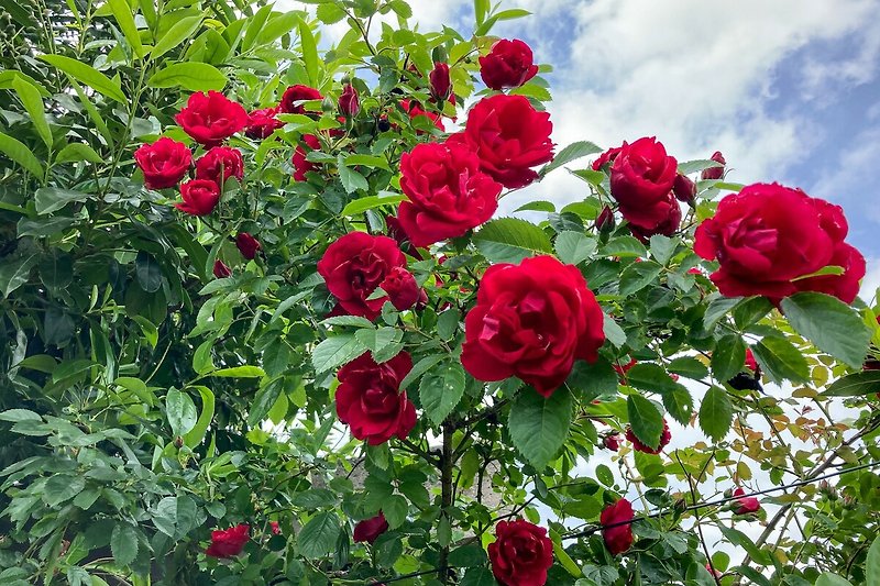 Malerischer Garten mit blühenden Rosen bei Villa Vienna
