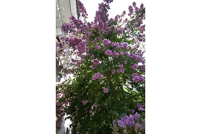 Villa Vienna_APP2