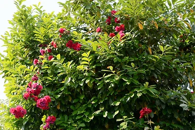 Villa Vienna_APP2