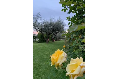 Villa Elisabetta 3