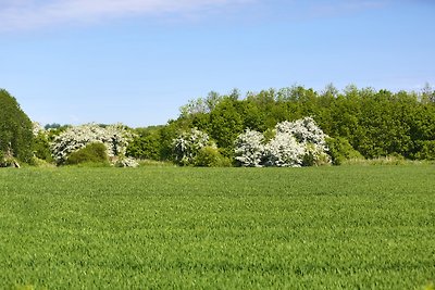 Vakantiewoning Schleiblicke_Maasholm