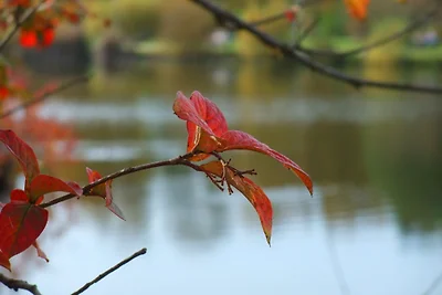 Harzfewo | Köhnke 1