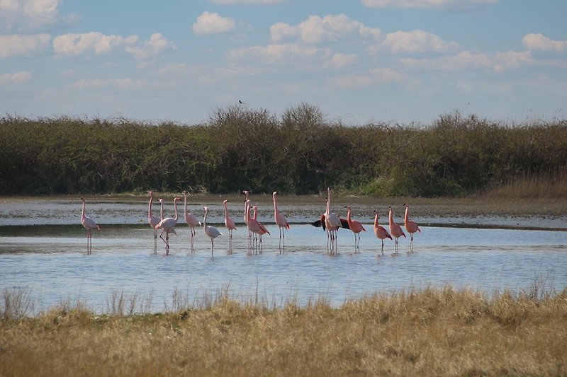 Flamingos im Grevelingenmeer