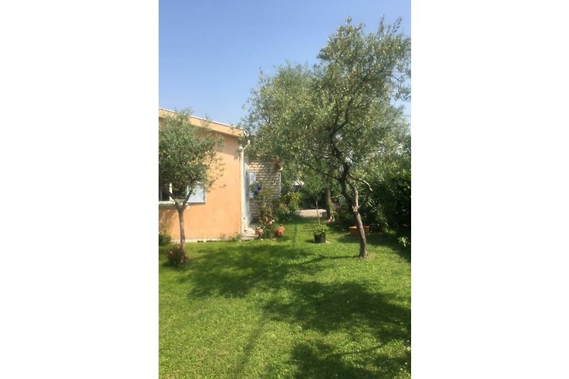 Olivenbaumreihe vor unserer Privatstraße rechts , hinten rechts Gartentor