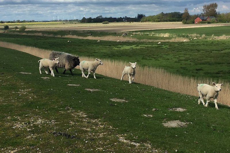 Eine ländliche Landschaft mit grasenden Schafen am Deich / unser Ferienhaus im Hintergrund
