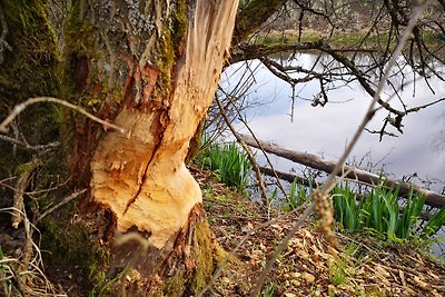 Bibercamp Kronenburger See