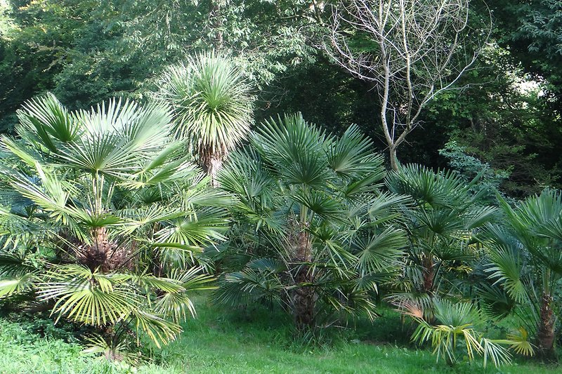 Und überall Palmen, viele verschiedene Arten