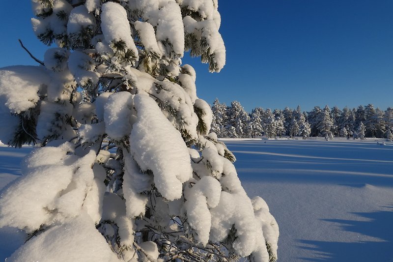 Ein winterlicher Anblick: verschneite Bäume und frostige Landschaft.