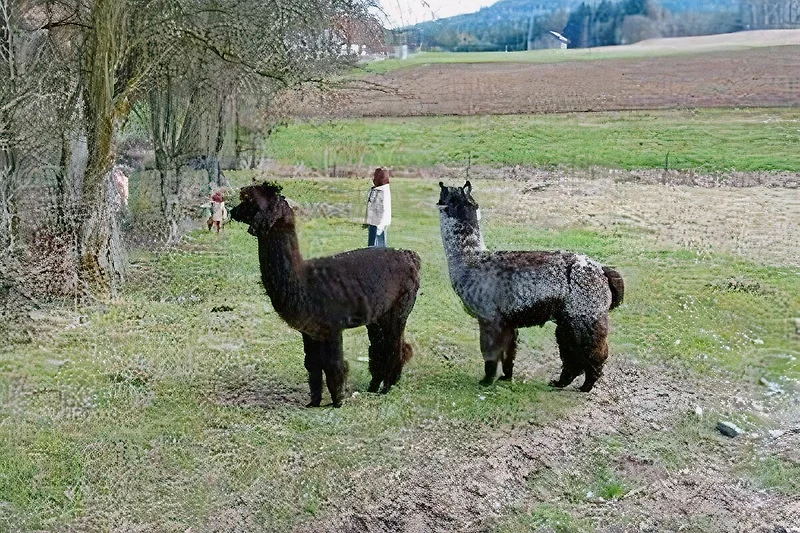 Alpaca's