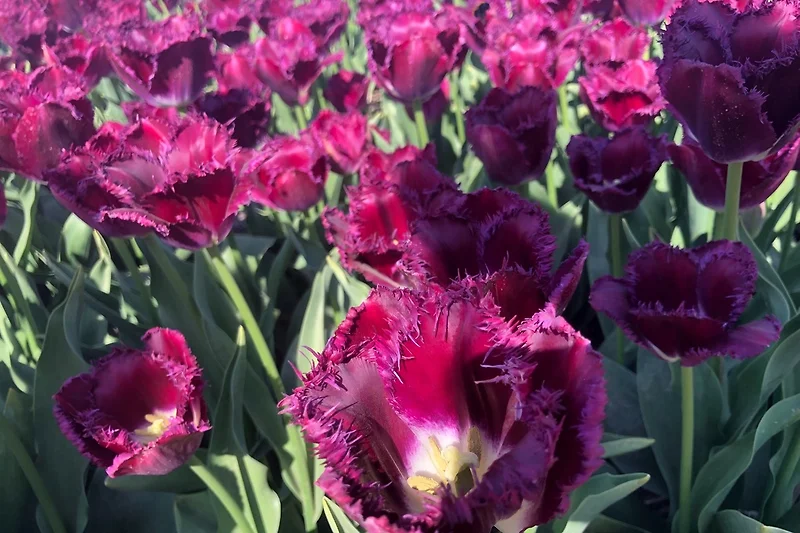 Tulpenfeld