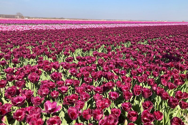 Blick über die Tulpenfelder