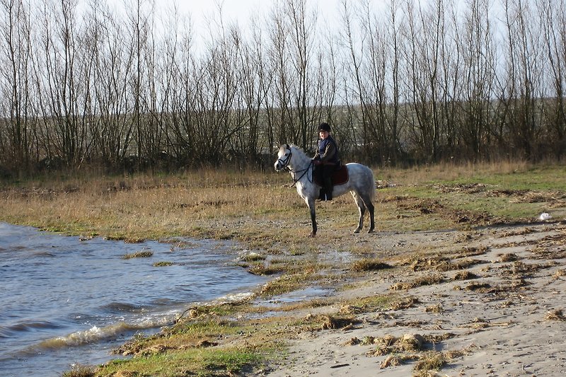 Pferd am See mit grüner Landschaft und blauem Himmel.