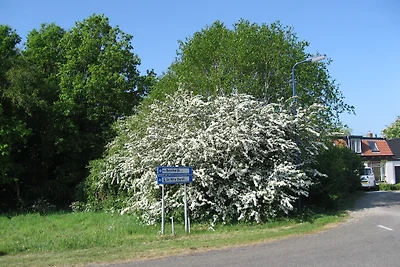 Ferienwohnung Magnolia