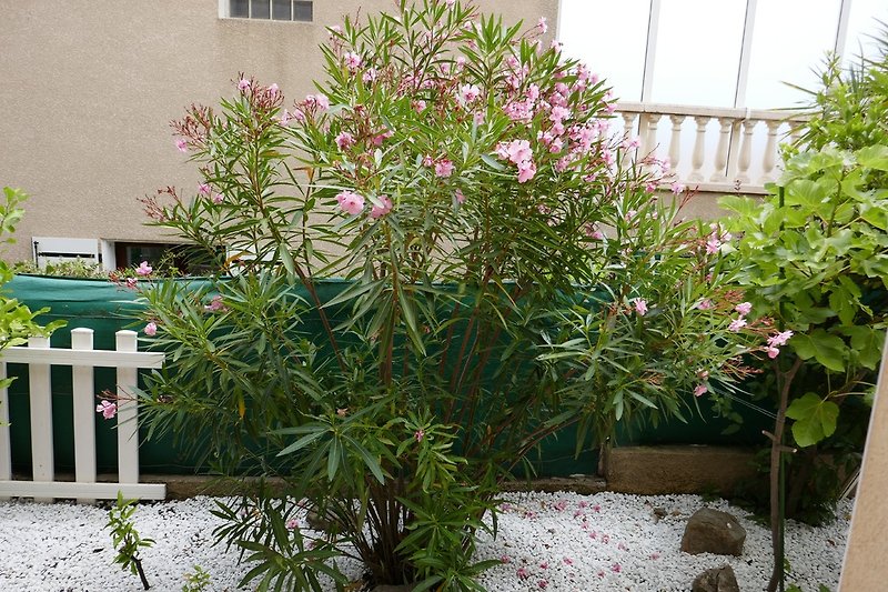 Oleander vor der Terrasse