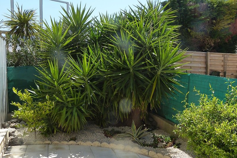 Palmlilie im Garten