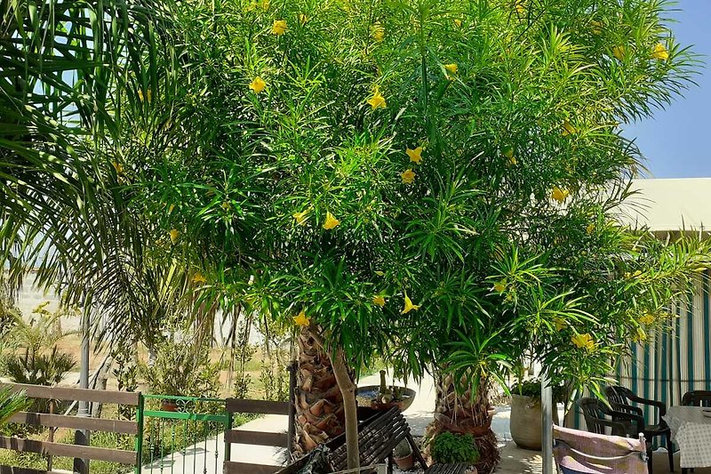 Tropischer Garten mit blühenden Pflanzen und Palmen. #Naturparadies